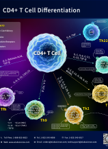 CD4+ T Cell Differentiation (2601)