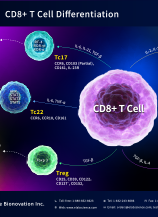 CD8+ T Cell Differentiation (2601)