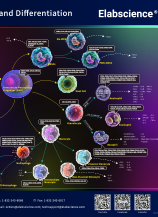Human Myeloid Cell Development and Differentiation (2601)
