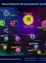 Mouse Myeloid Cell Development and Differentiation (2601)