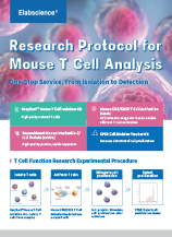 Research Protocol for Mouse T Cell Analysis (2505)
