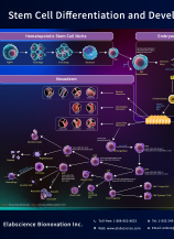 Stem Cell Differentiation and Development (2601)