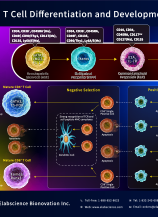 T Cell Differentiation and Development (2601)