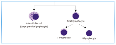 T/B/NK Cell Population Detection