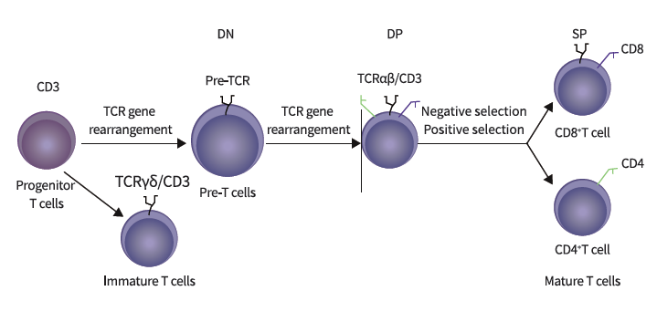 CD4+/CD8+T Cell Population Detection