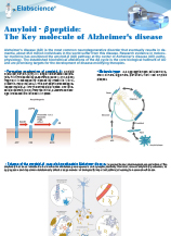 Amyloid - &beta; peptide
