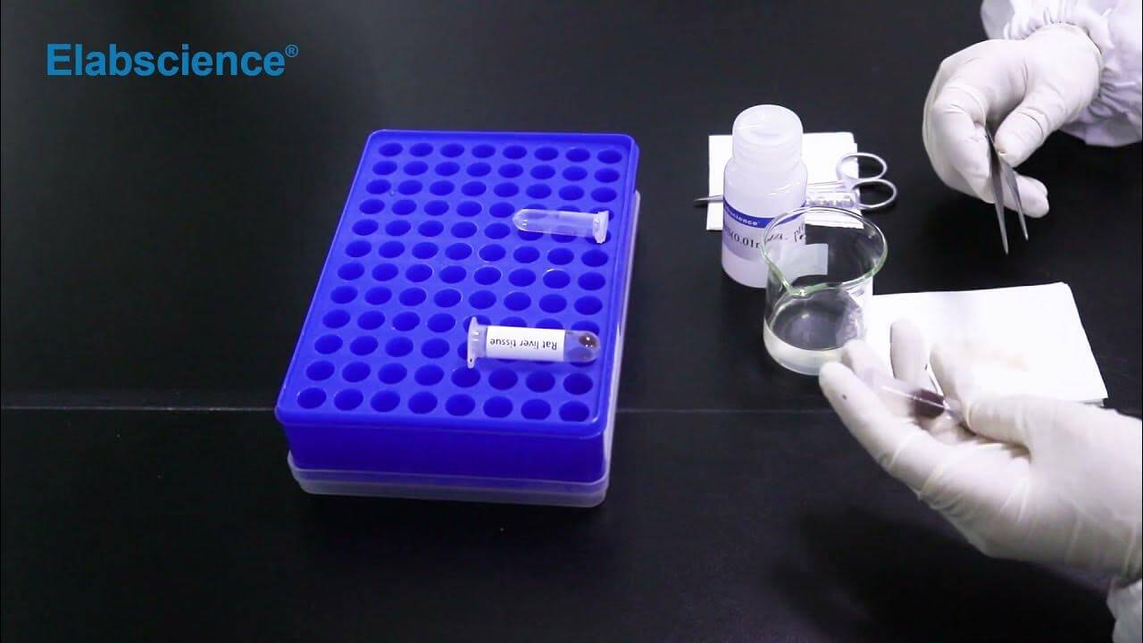 Preparation of Tissue Samples for Metabolism Assays