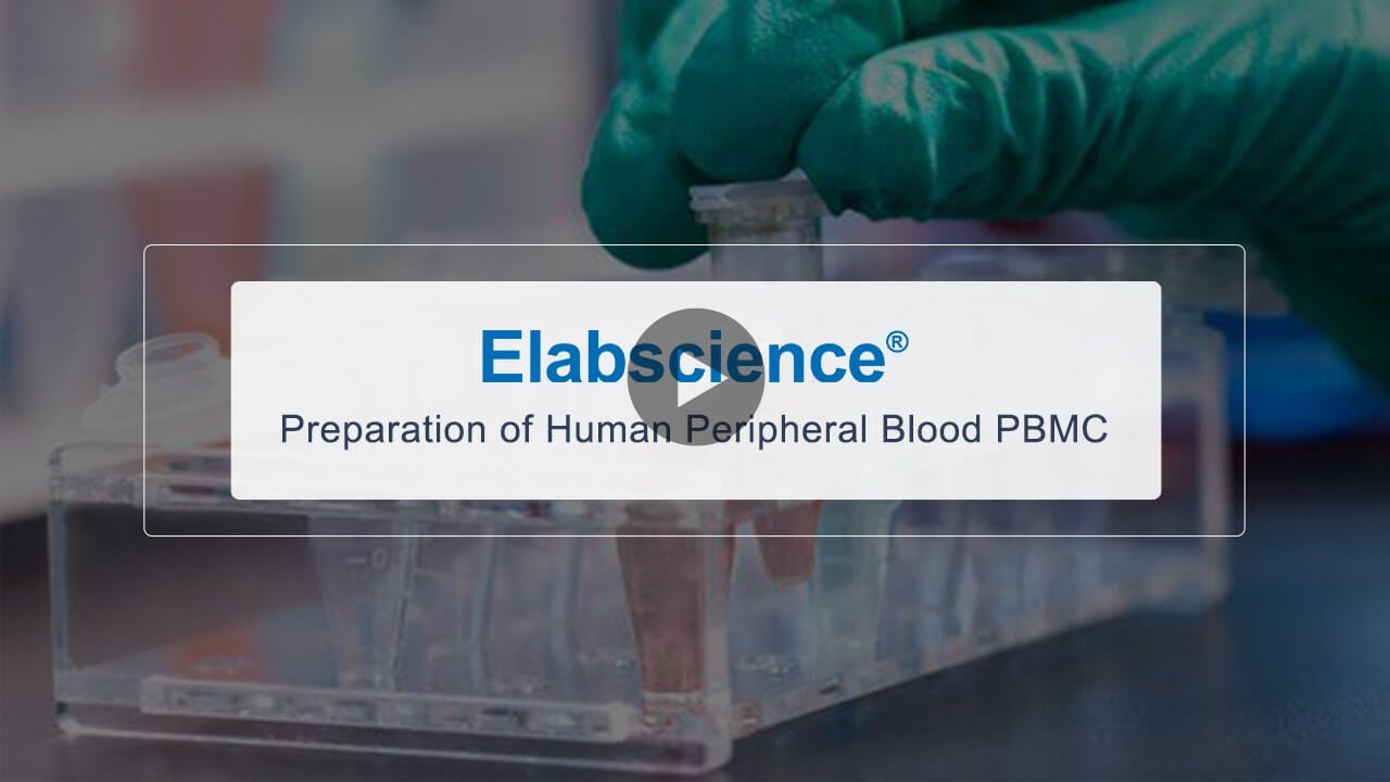 Preparation of Human Peripheral Blood PBMC