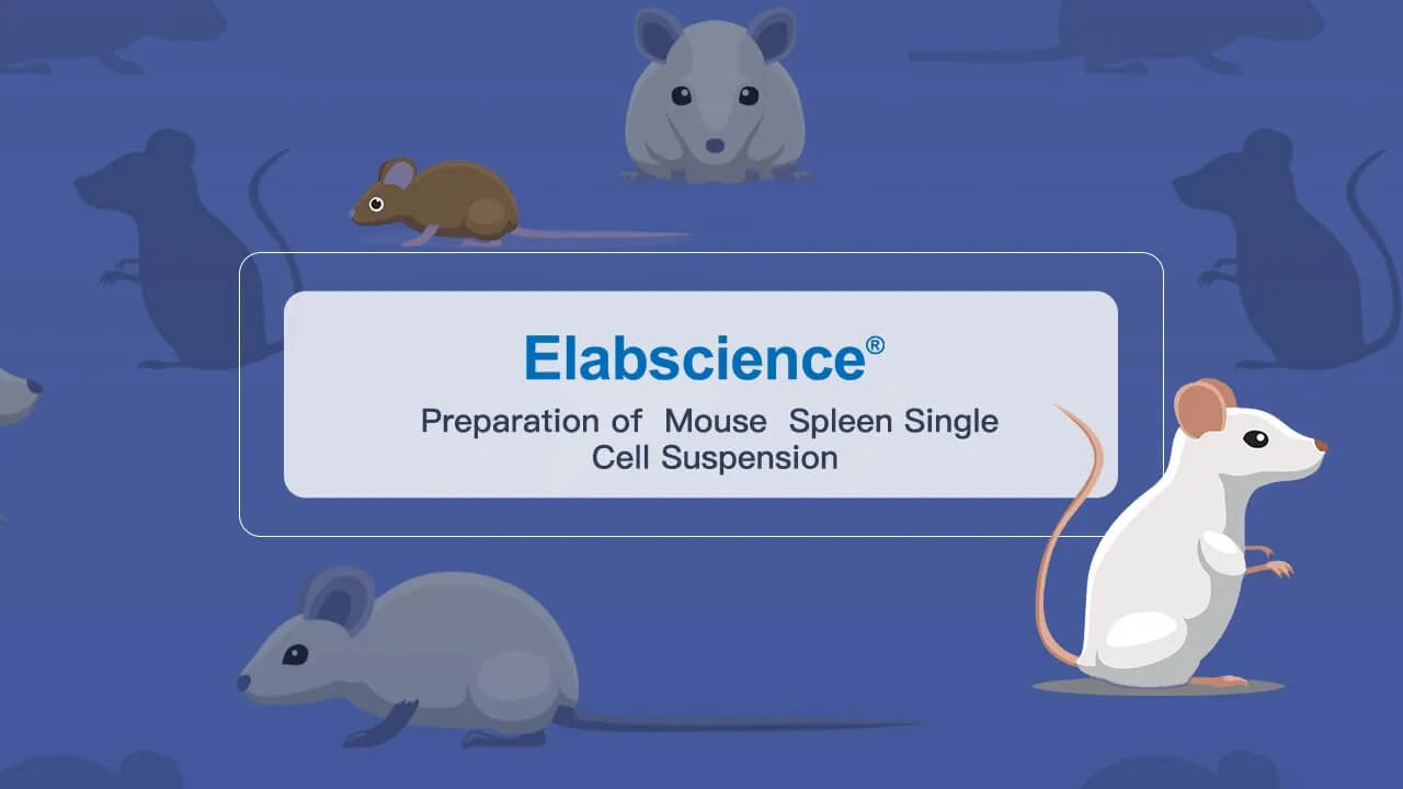 Preparation of Mouse Spleen Single Cell Suspension
