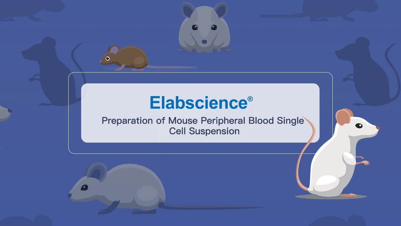 Preparation of Mouse Peripheral Blood Single Cell Suspension
