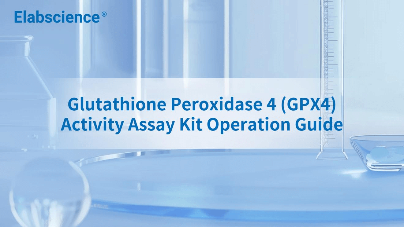 Glutathione Peroxidase 4 (GPX4) Activity Assay Kit Operation Guide