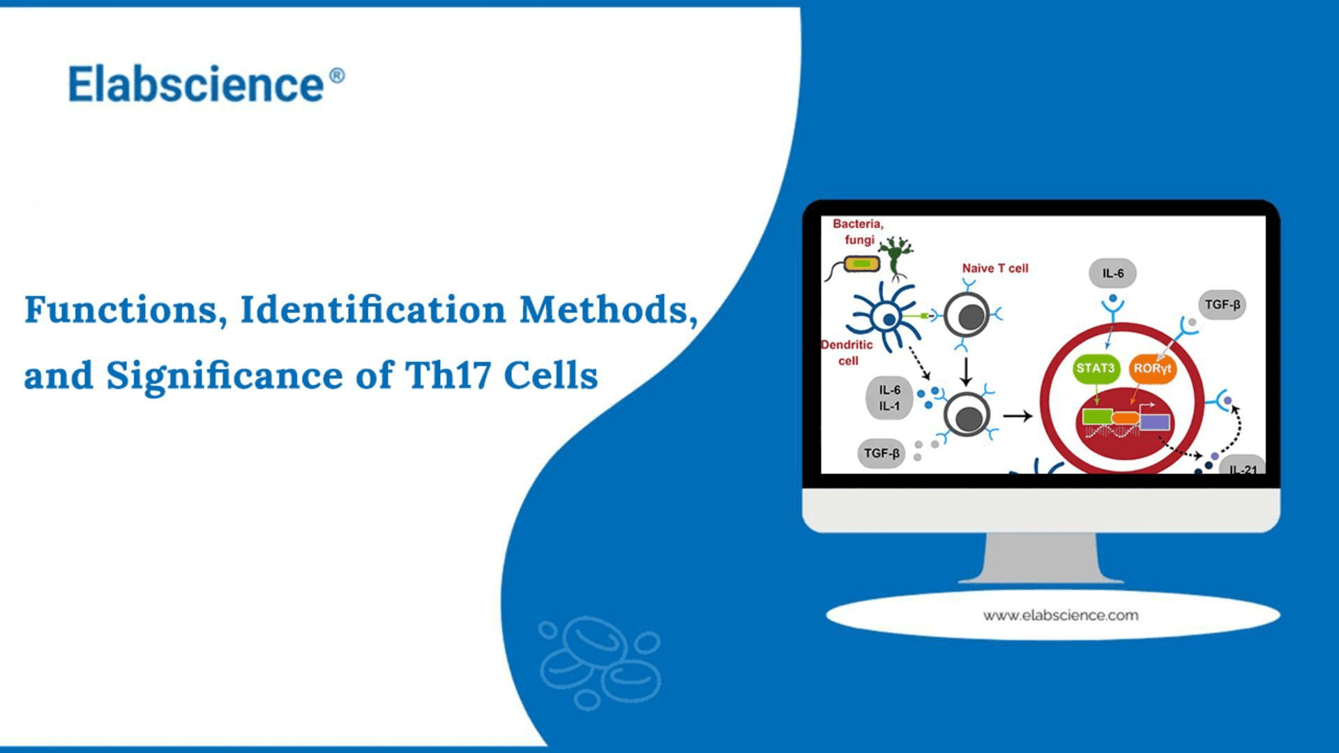 Functions, Identification Methods, and Significance of Th17 Cells