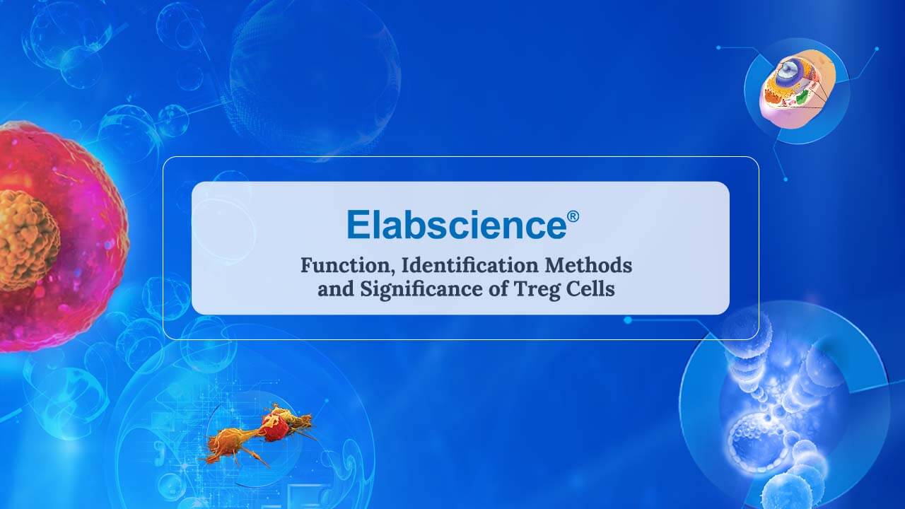 Function, identification methods, and significance of Treg cells