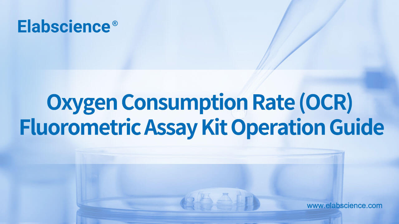 Oxygen Consumption Rate (OCR) Fluorometric Assay Kit