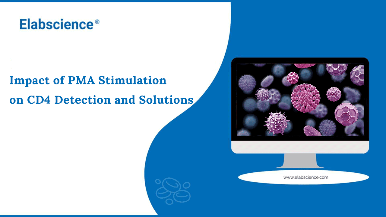 Impact of PMA Stimulation on CD4 Detection and Solutions