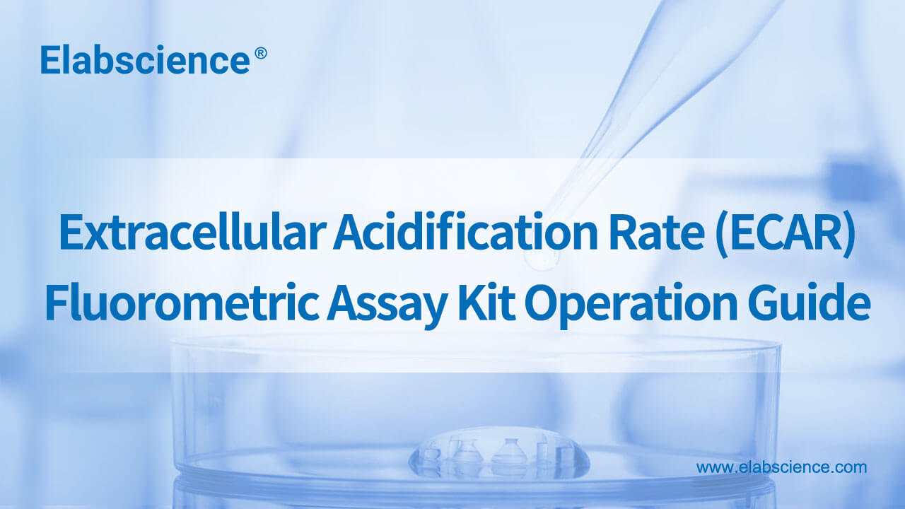 Extracellular Acidification Rate (ECAR) Fluorometric Assay Kit Operation Guide