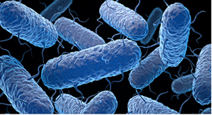 Prokaryotic Protein Expression Service