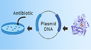 Transient Protein Expression Services in Mammalian Cells