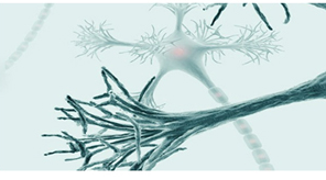 Monoclonal Antibody Customization Service