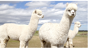 Phage Display Customization Service