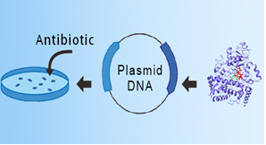 Transient Protein Expression Services in Mammalian Cells