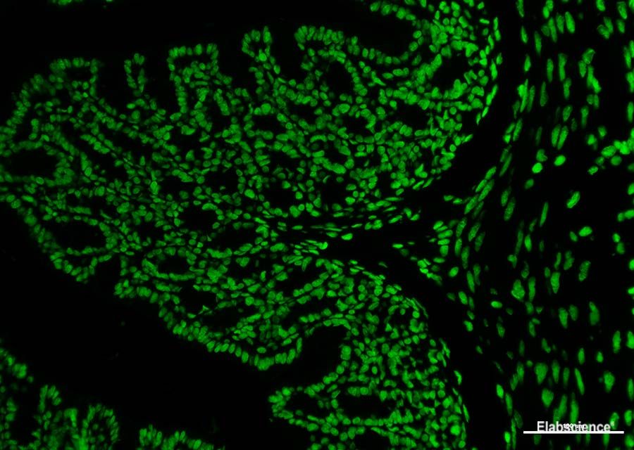 Paraffin embedded mouse colon was treated with DNase I to fragment the DNA. DNA strand breaks showed intense fluorescent staining in DNase I treated sample(Green)