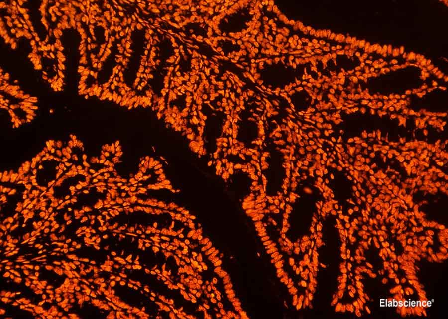 Paraffin embedded mouse colon was treated with DNase I to fragment the DNA. DNA strand breaks showed intense fluorescent staining in DNase I treated sample (red).