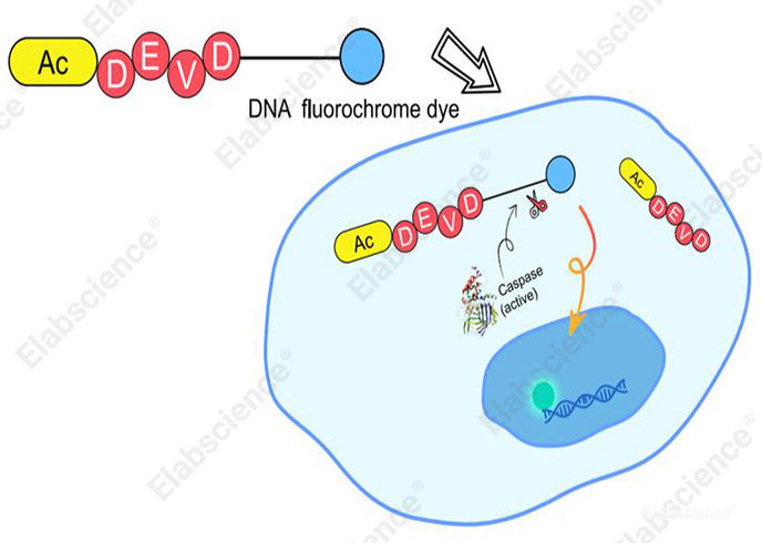 The Caspase 3/7 Substrates (Green) are a novel fluorogenic dye that couple the caspase 3/7 recognition sequence (DEVD) to a high affinity DNA dye, which have cell membrane permeability and can penetrate the plasma membrane into the cytoplasm. The substrate itself has no fluorescence and has a charge exclusion effect with DNA. During cell apoptosis, caspase-3/7 cleaves the substrate and releases high affinity DNA dyes, which bind to DNA to produce strong fluorescence, thereby detecting caspase-3/7 activity and visualizing the morphological changes of the cell nucleus during apoptosis.