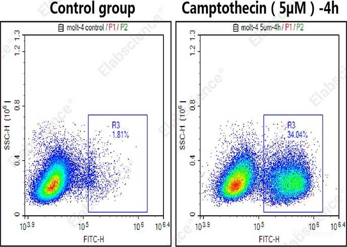 Molt-4 cells were culture with  (left) or without  (right) 5 μM camptothecin for 4 h and then stained with Caspase 3/7 Substrates (Green) and analyzed by flow cytometry.