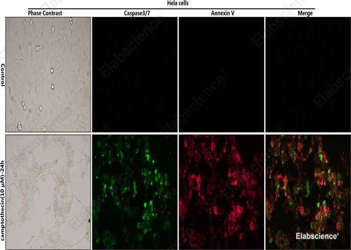 Control: Normal Hela cells were not treated with camptothecin.
Camptothecin (10μM)-24h: Hela cells were treated with 10 μM camptothecin for 24h.