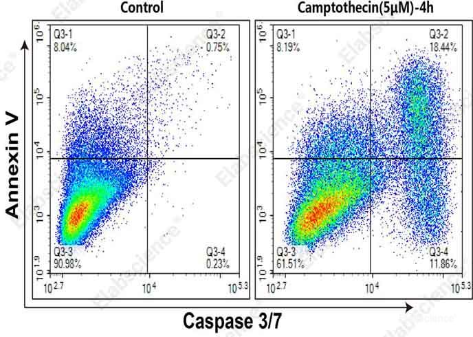 MOLT-4 cells were cultured without (Left) or with (Right) 5 μM Camptothecin for 4 h. Annexin V-APC single-positive cells (Q3-1) were early apoptotic cells with phosphatidylserine translocation.
Annexin V and Caspase 3/7 double-positive cells (Q3-2) were apoptotic cells with higher Caspase 3/7 activity in early to mid-late Stage. Caspase 3/7 single-positive cells (Q3-4) were early apoptotic cells with caspase 3/7 activation.