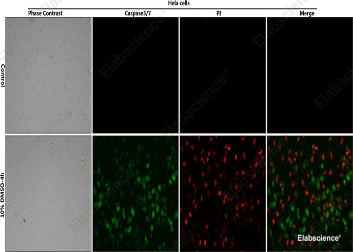 Control: Normal Hela cells were not treated with DMSO.
10% DMSO-4h: Hela cells were treated with 10% DMSO for 4h.
HeLa cells stained with Caspase 3/7 Substrates (green) and Propidium Iodide (PI) Solution (750 μM) (red).