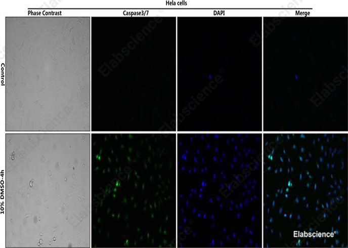 Control: Normal Hela cells were not treated with DMSO.
10% DMSO-4h: Hela cells were treated with 10% DMSO for 4h.
HeLa cells stained with Caspase 3/7 Substrates (green) and DAPI Reagent (25 μg/mL) (blue).