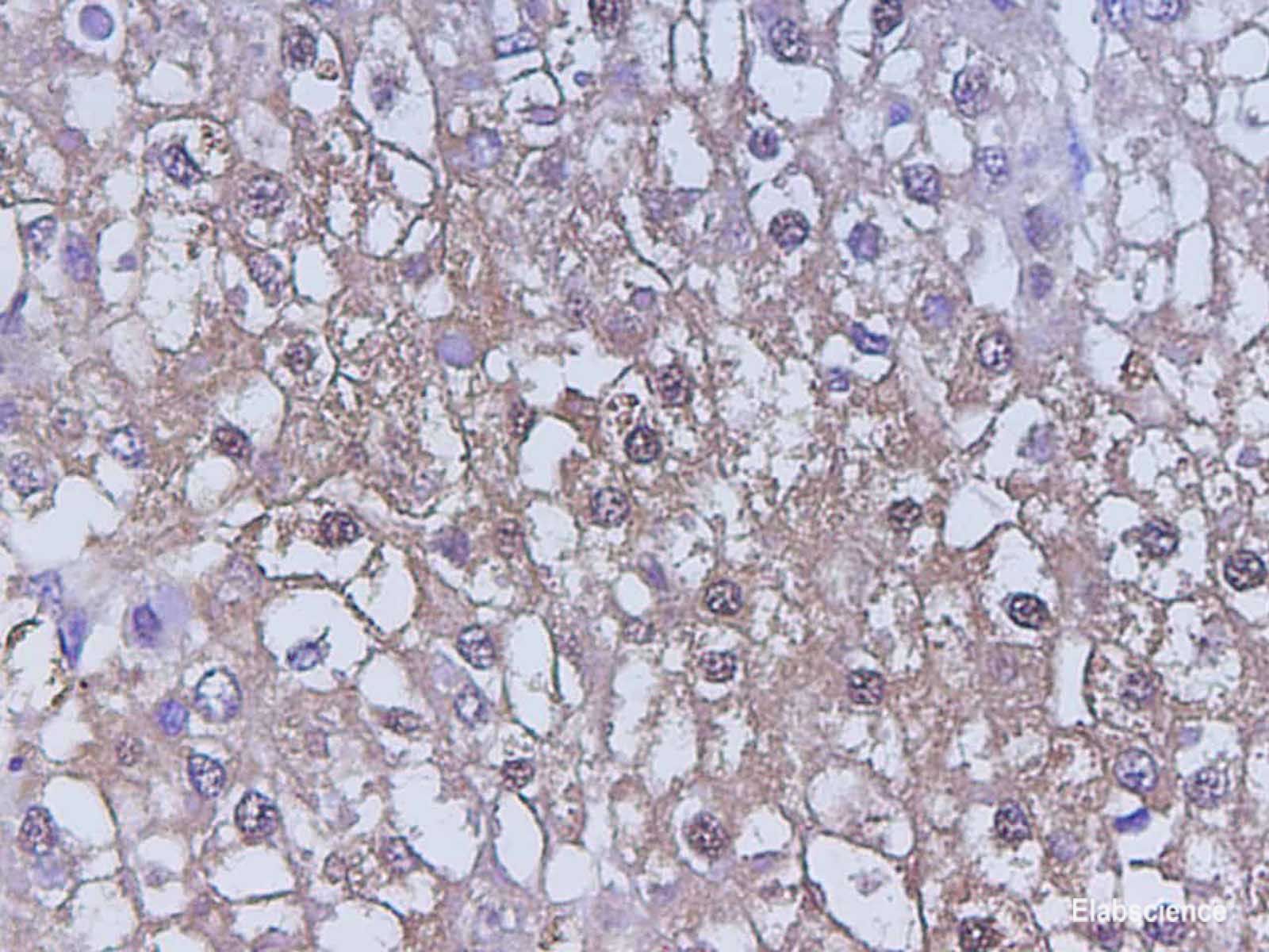 Immunohistochemistry of paraffin-embedded Human kidney using CST3 Polycloanl Antibody at dilution of 1:200