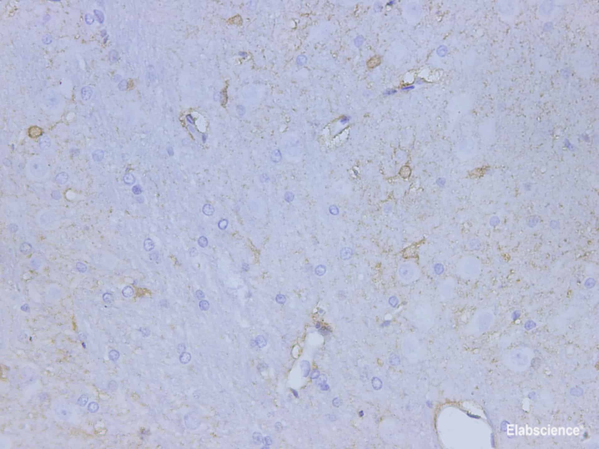 Immunohistochemistry of paraffin-embedded Rat brain using S100B Polyclonal Antibody at dilution of 1:4700