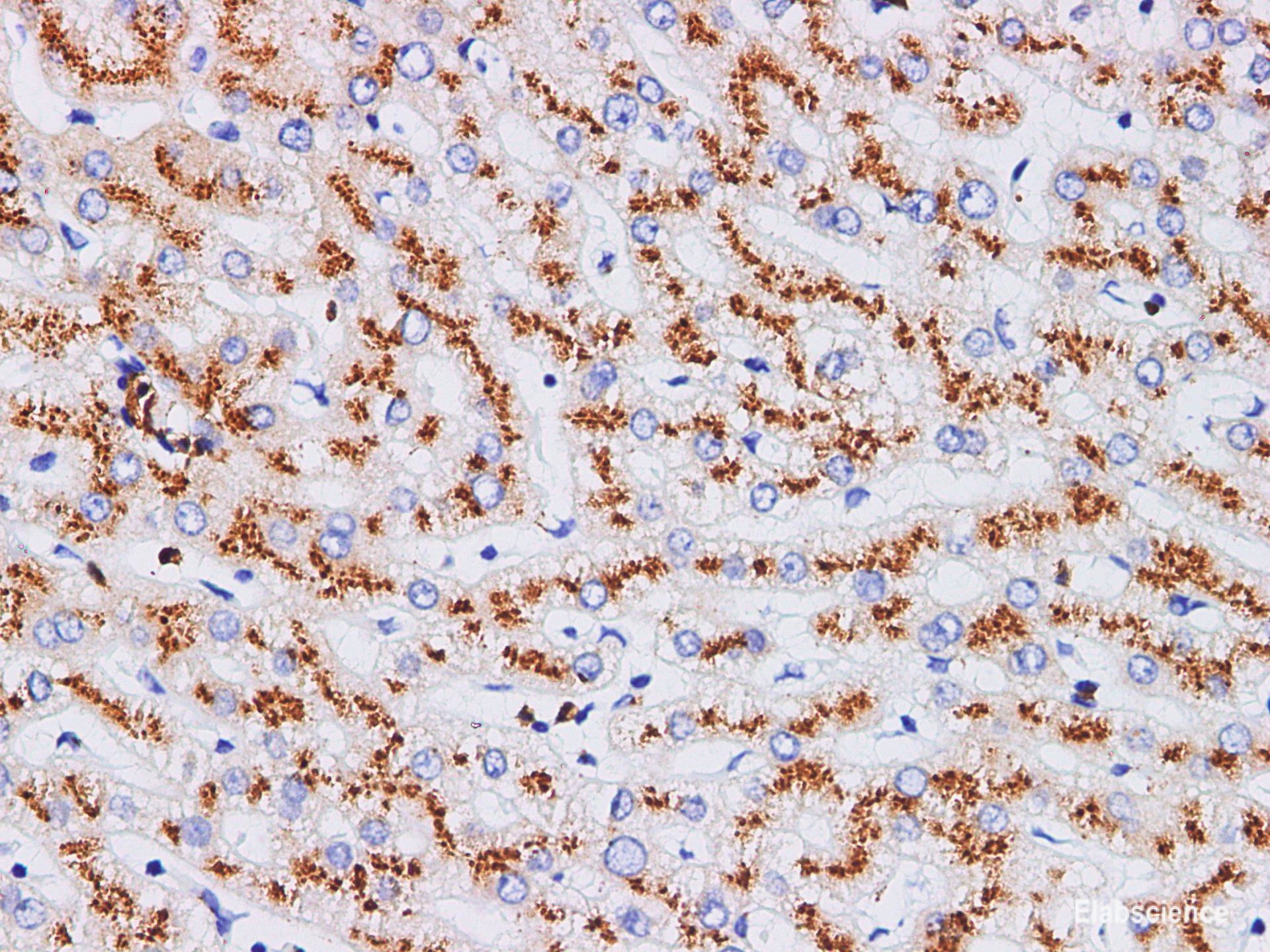 High Affinity and Specificity CD75 Polyclonal Antibody E-AB-40311 at ...