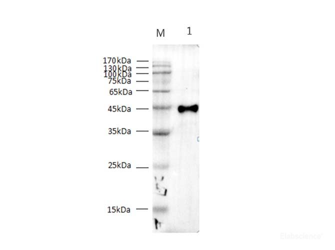 High Affinity and Specificity StrepTag II Monoclonal Antibody EAB
