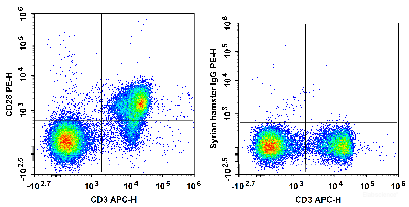 C57BL/6 murine splenocytes are stained with APC Anti-Mouse CD3 Antibody and PE Anti-Mouse CD28 Antibody (Left). Splenocytes are stained with APC Anti-Mouse CD3 Antibody and PE Syrian Hamster IgG Isotype Control (Right).