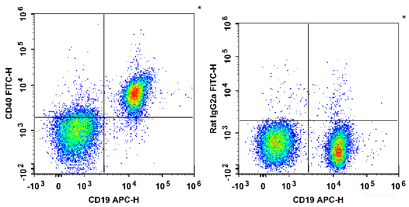 C57BL/6 murine splenocytes are stained with APC Anti-Mouse CD19 Antibody and FITC Anti-Mouse CD40 Antibody (Left). Splenocytes are stained with APC Anti-Mouse CD19 Antibody and FITC Rat IgG2a, κ Isotype Control (Right).