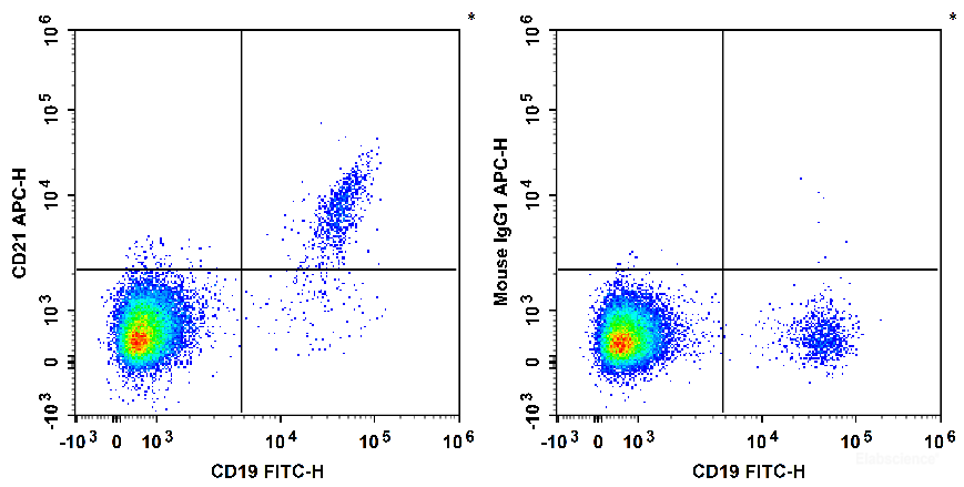 Human peripheral blood lymphocytes are stained with FITC Anti-Human CD19 Antibody and APC Anti-Human CD21 Antibody[BU32] (Left). Lymphocytes are stained with FITC Anti-Human CD19 Antibody and APC Mouse IgG1, κ Isotype Control (Right).