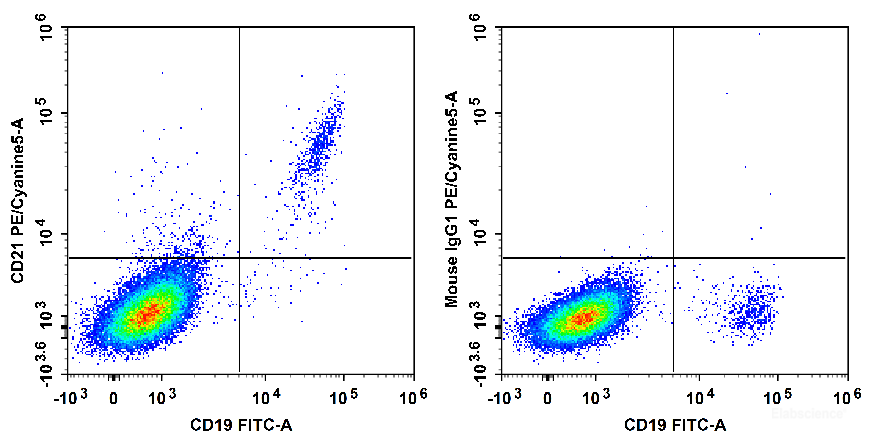Human peripheral blood lymphocytes are stained with FITC Anti-Human CD19 Antibody and PE/Cyanine5 Anti-Human CD21 Antibody[BU32] (Left). Lymphocytes are stained with FITC Anti-Human CD19 Antibody and PE/Cyanine5 Mouse IgG1, κ Isotype Control (Right).