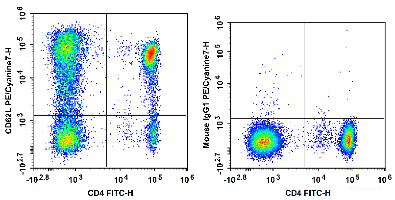 Human peripheral blood lymphocytes are stained with FITC Anti-Human CD4 Antibody and PE/Cyanine7 Anti-Human CD62L Antibody (Left). Lymphocytes are stained with FITC Anti-Human CD4 Antibody and PE/Cyanine7 Mouse IgG1, κ Isotype Control (Right).