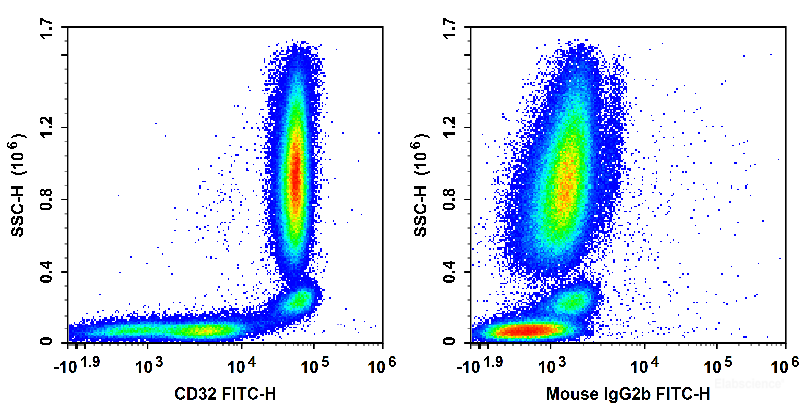 Human peripheral blood leucocytes are stained with FITC Anti-Human CD32 Antibody (Left). Leucocytes are stained with FITC Mouse IgG2b, κ Isotype Control (Right).