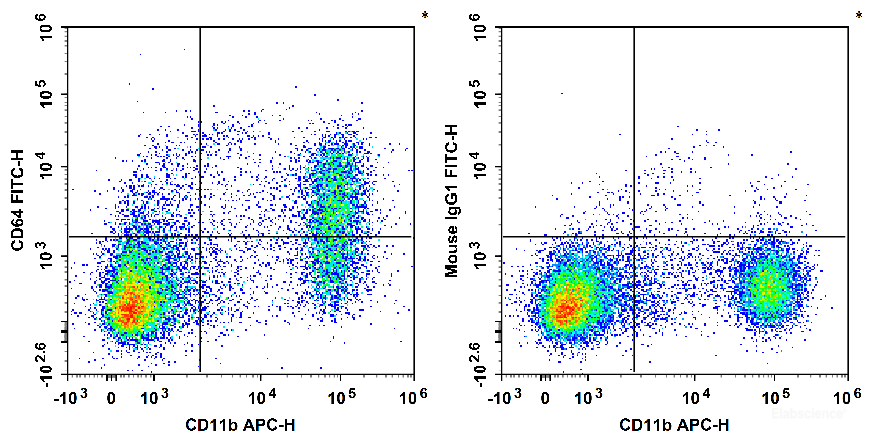 C57BL/6 murine bone marrow cells are stained with APC Anti-Mouse/Human CD11b Antibody and FITC Anti-Mouse CD64 Antibody[X54-5/7.1] (Left). Bone marrow cells are stained with APC Anti-Mouse/Human CD11b Antibody and FITC Mouse IgG1, κ Isotype Control (Right).