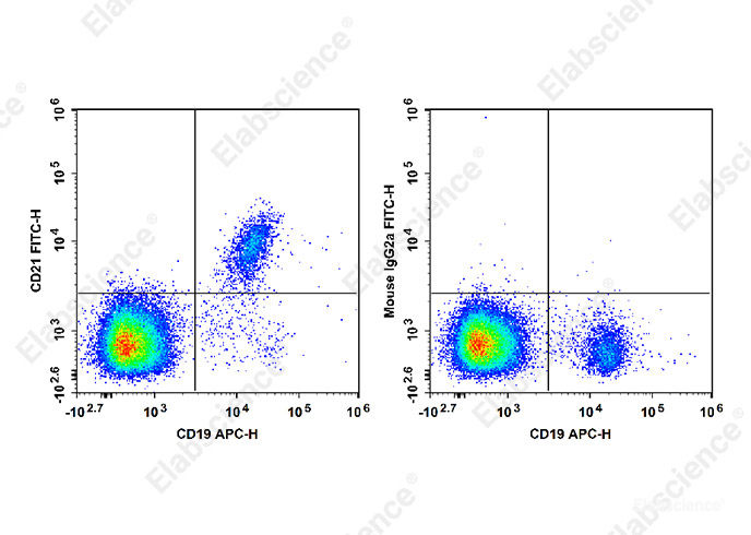 Human peripheral blood lymphocytes are stained with APC Anti-Human CD19 Antibody and FITC Anti-Human CD21 Antibody[HI21a] (Left). Lymphocytes are stained with APC Anti-Human CD19 Antibody and FITC Mouse IgG2a, κ Isotype Control (Right).
