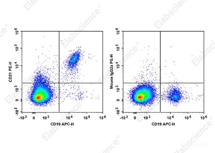 Human peripheral blood lymphocytes are stained with APC Anti-Human CD19 Antibody and PE Anti-Human CD21 Antibody[HI21a] (Left). Lymphocytes are stained with APC Anti-Human CD19 Antibody and PE Mouse IgG2a, κ Isotype Control (Right).