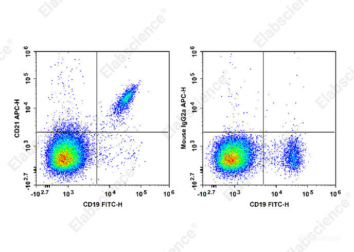 Human peripheral blood lymphocytes are stained with FITC Anti-Human CD19 Antibody and APC Anti-Human CD21 Antibody[HI21a] (Left). Lymphocytes are stained with FITC Anti-Human CD19 Antibody and APC Mouse IgG2a, κ Isotype Control (Right).