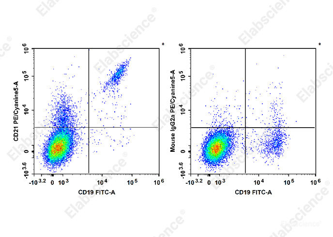 Human peripheral blood lymphocytes are stained with FITC Anti-Human CD19 Antibody and PE/Cyanine5 Anti-Human CD21 Antibody[HI21a] (Left). Lymphocytes are stained with FITC Anti-Human CD19 Antibody and PE/Cyanine5 Mouse IgG2a, κ Isotype Control (Right).