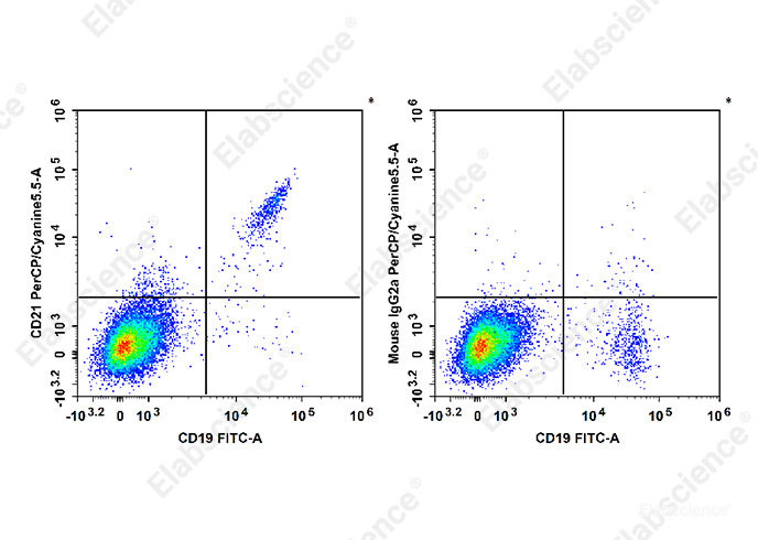 Human peripheral blood lymphocytes are stained with FITC Anti-Human CD19 Antibody and PerCP/Cyanine5.5 Anti-Human CD21 Antibody[HI21a] (Left). Lymphocytes are stained with FITC Anti-Human CD19 Antibody and PerCP/Cyanine5.5 Mouse IgG2a, κ Isotype Control (Right).