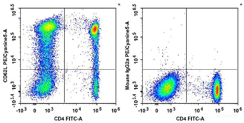 Human peripheral blood lymphocytes are stained with FITC Anti-Human CD4 Antibody and PE/Cyanine5 Anti-Human CD62L Antibody[HI62L] (Left). Lymphocytes are stained with FITC Anti-Human CD4 Antibody and PE/Cyanine5 Mouse IgG2a, κ Isotype Control (Right).
